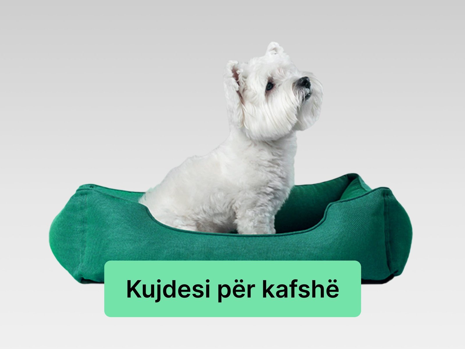 kujdesi per kafshee